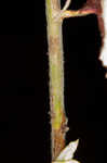 Heartsepal buckwheat